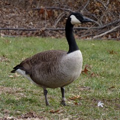 <p>wild goose</p>