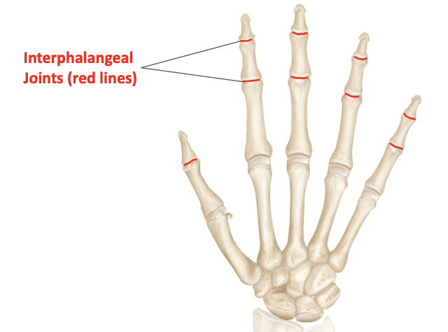 <p>Head of phalanges to base of phalanges in front<br>Hinge </p>