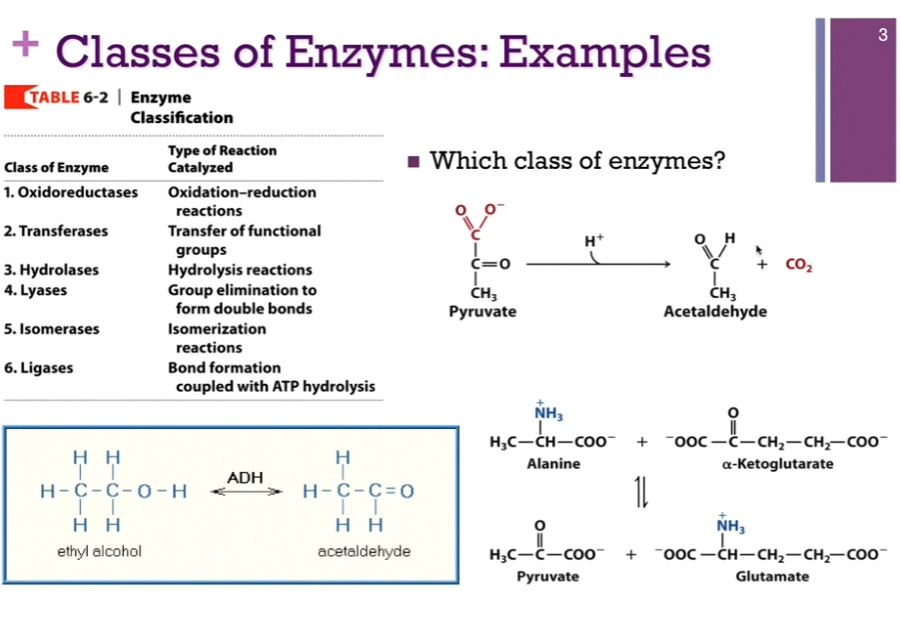 <p><strong>Top right </strong>= Reaction where pyruvate is decarboxylated!! to produce acetaldehyde. You can see the CO2 group in red has been removed, AND we have <strong>THEREFORE formed a double bond</strong>; fits our classification of <strong>LYASE</strong>!! (interesting! note, this reaction is NOT oxidation/reduction! and also, lyase = leaves behind a double bond; note; leave behind is not in [kinda original] larger molecule; double bond is in the CO2 [I think] [or not sure?]). See schematic! Chat: When the carboxylate group (-COO^-) LEAVES as CO2, the electrons form the BROKEN bond HAVE to go somewhere. A simplified way to think about it is: 1.) The C-C bond to the carboxylate group breaks. 2.) The electrons left behind create a DOUBLE bond between atoms in the REMAINING fragment. 3.) THAT double bond is then rearranged/protonated, giving the final product <strong>acetaldehyde </strong>(note spelling!): CH3-CHO. SO => when your instructor says “we have therefore formed a double bond,” they usually mean: During the elimination of CO2, the electrons from the broken bond are used to CREATE a NEW pi bond (double bond) somewhere in the intermediate?? The final product acetaldehyde does contain a double bond - the carbonyl bond (but so did the reactant??): CH3 - C(=O)H. The C=O bond is a double bond. Connection to Lyases: A hallmark of lyases is: remove a group (CO2, H2O, NH3, etc.) and generate a double bond or use a double bond in the reaction. That’s why decarboxylation reactions are often classified as lyase reactions! Honestly: Really check this or ask with the teacher; seems confusing??? Where is the double bond (that is typically left behind or formed?). What was meant in class by oxidation?</p><p>Bottom right = We can see we’re removing this amine group (blue) from Ala, and we’re transferring that to alpha-Ketoglutarate to form glutamate => <strong>transferase</strong>.</p><p>BOTTOM LEFT = Reaction that is catalyzed by ALCOHOL dehydrogenase, so are converting ethyl alcohol into <strong>acetaldehyde </strong>(note spelling). Look at schematic!!! We’re REPLACING a CH with a CO bond; THAT’S an OXIDATION (note that it is NOT a ligase; we are not linking two molecules together!) (also not an isomerase!). SO, that would classify as an <strong>OXIDOREDUCTASE</strong>!</p>