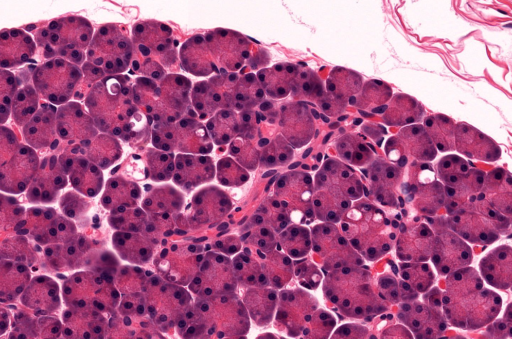 <p><strong>Acino pancreático</strong></p>