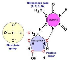 <p>A kind of nucleotide that makes up DNA. <br><br>Pentose sugar deoxyribose (sugar), Phosphate group, Nitrogenous</p><p>bases: adenine (A), thymine (T), guanine (G), and cytosine (C).</p><p></p><p>Note: Ribonucleotides also have adenine, guanine, and cytosine but have uracil (U) in place of thymine.</p>