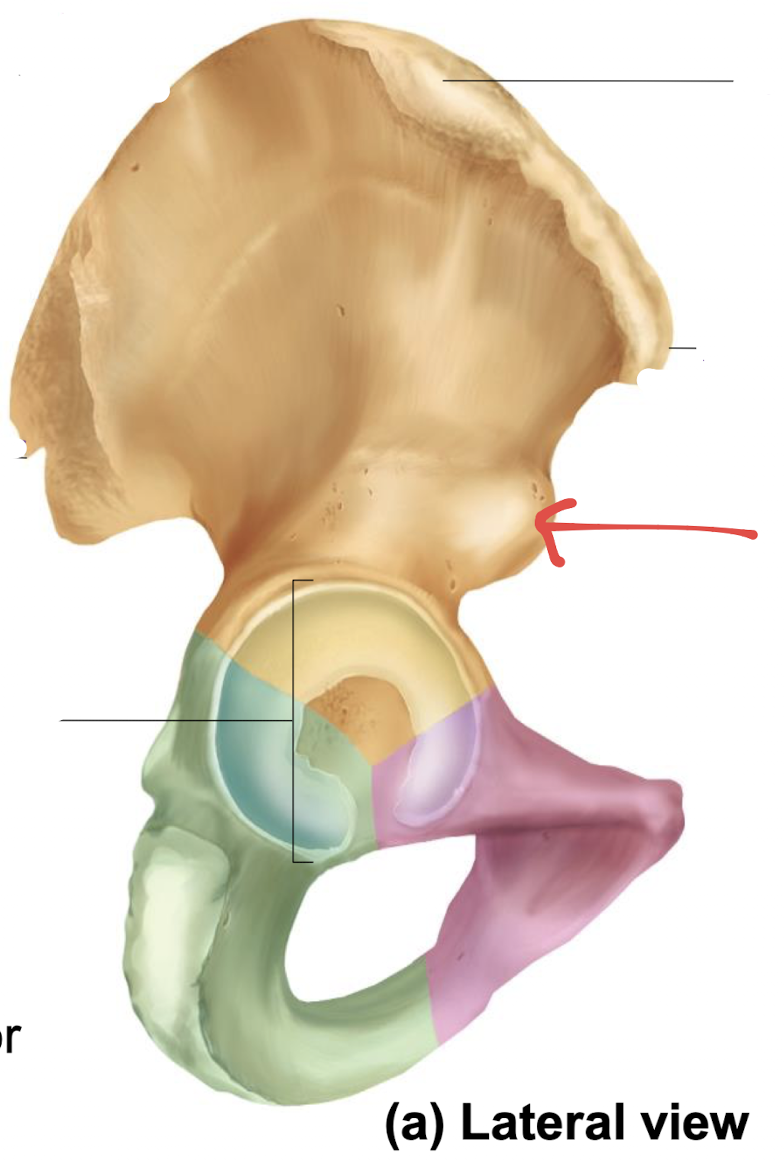 <p>what is this part of the hip?</p>
