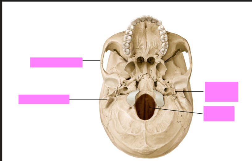 <p>Label the skull</p>