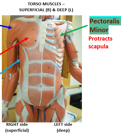 <p><strong>Origin: </strong>Ribs 3-5.<strong><br>Insertion: </strong>Coracoid process of scapula.<strong><br>Action: </strong>Protracts scapula.<strong><br>Synergist: </strong>Serratus anterior.</p>