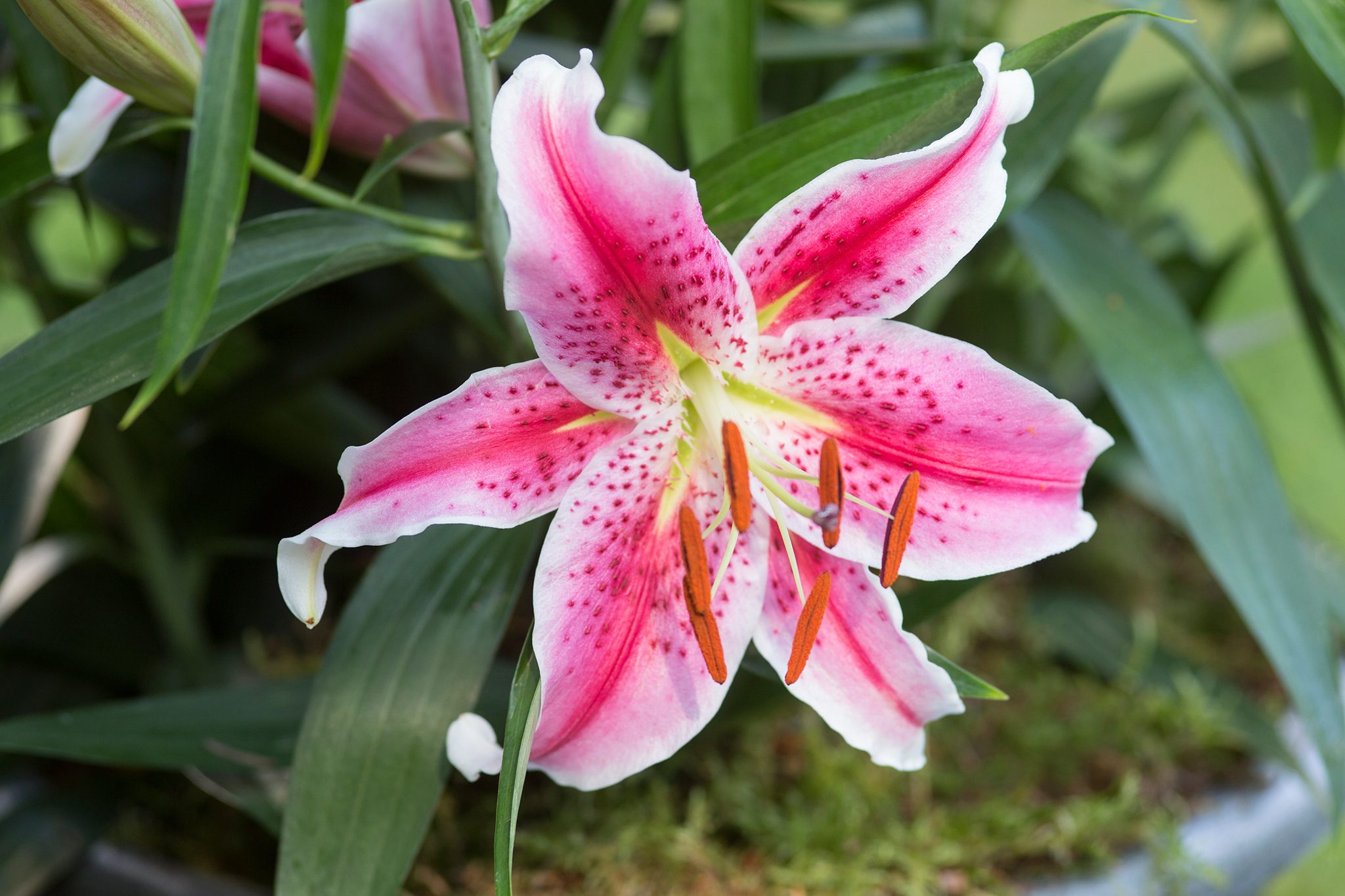 <p>Liliaceae</p><p>-Leaves are…</p><p>-Size of flower</p><p>-Number of tepals with what</p><p>-___ on the base of tepals</p><p>-number of stamen</p><p>-ovary</p>