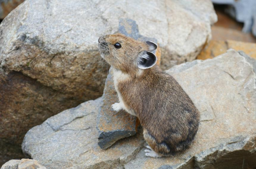 <p>Common Name: American pika</p>