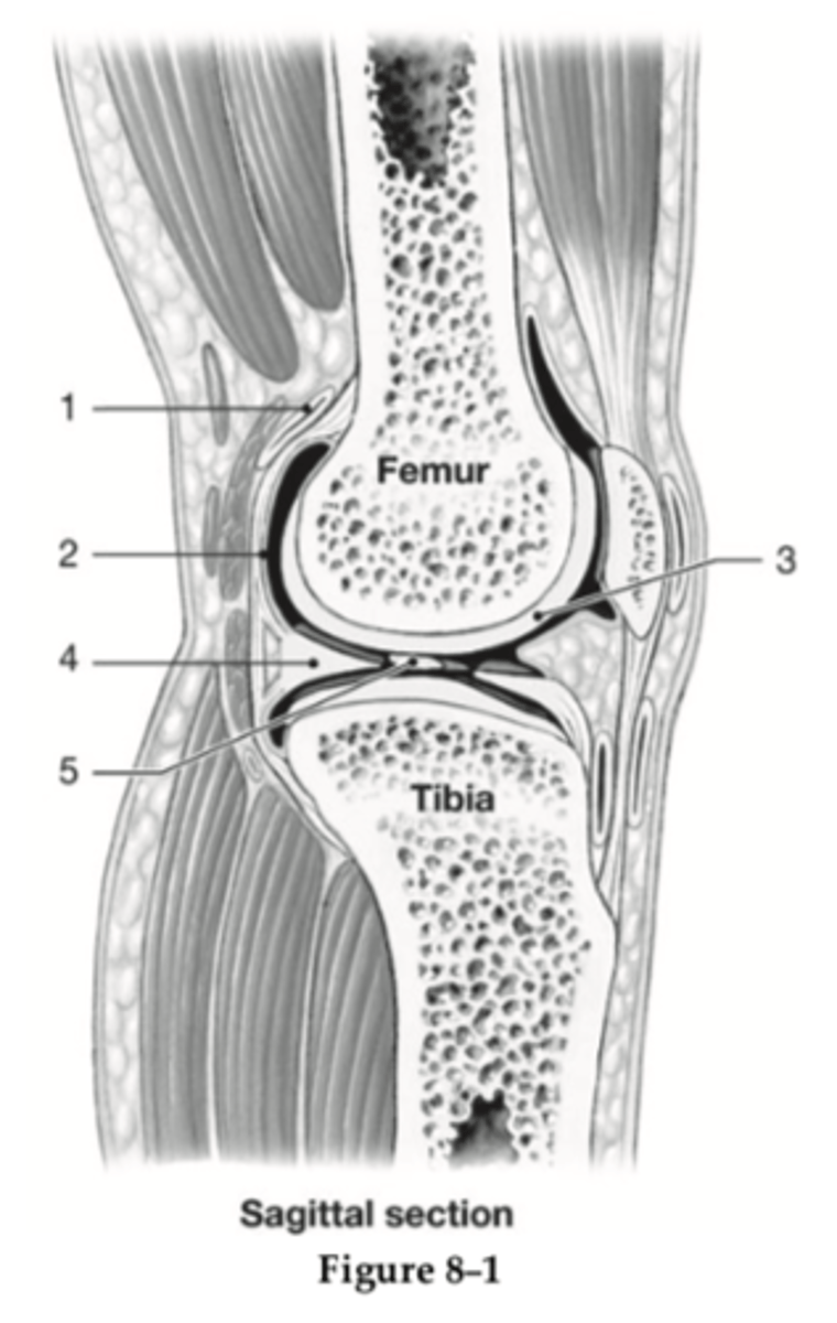 <p>C) hyaline cartilage</p>
