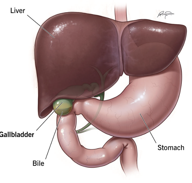 <p>stores bile to help digest fat</p>