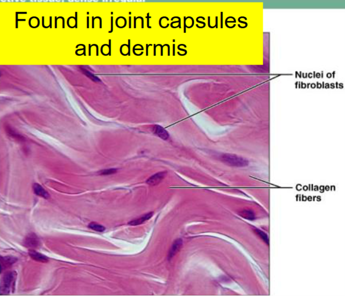 <p>lots of collagen fibers:</p><ul><li><p>Fibers have irregular position—no pattern</p></li><li><p>Extremely strong in all directions</p></li><li><p>Found in areas of body where <strong>strength </strong>is</p></li></ul><p>needed:</p><p>       -joint capsules </p><p>       -deeper layers of dermis</p>