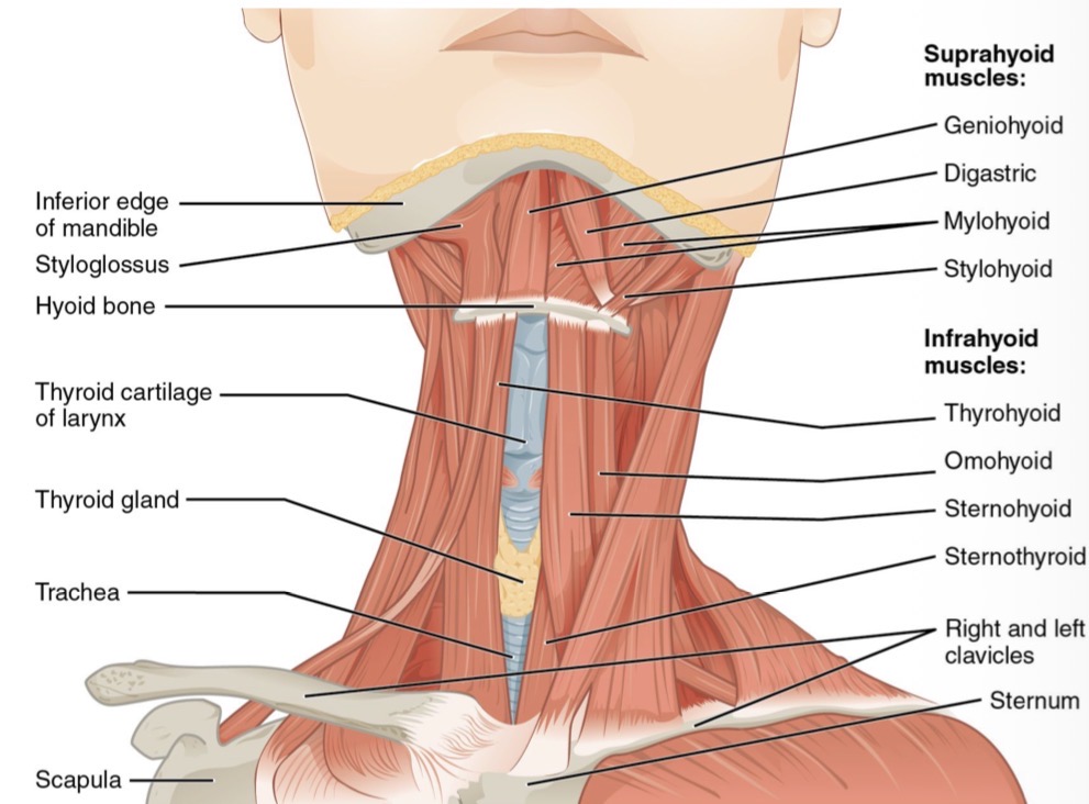 <p>External or lateral inferior <strong>pterygoid muscle</strong></p><p><strong>Suprahyoid</strong>- digastric, stylohyoid, mylohyoid, geniohyoid</p><p><strong>Infrahyoid</strong></p>