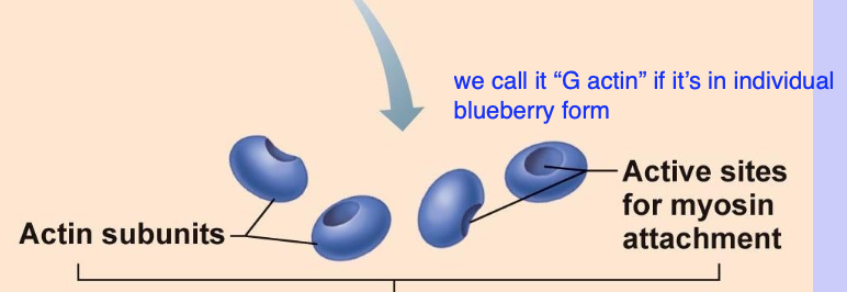<p>“Clips on a rope”; Keeps tropomyosin in place, then moves it out of the way once calcium arrives</p>