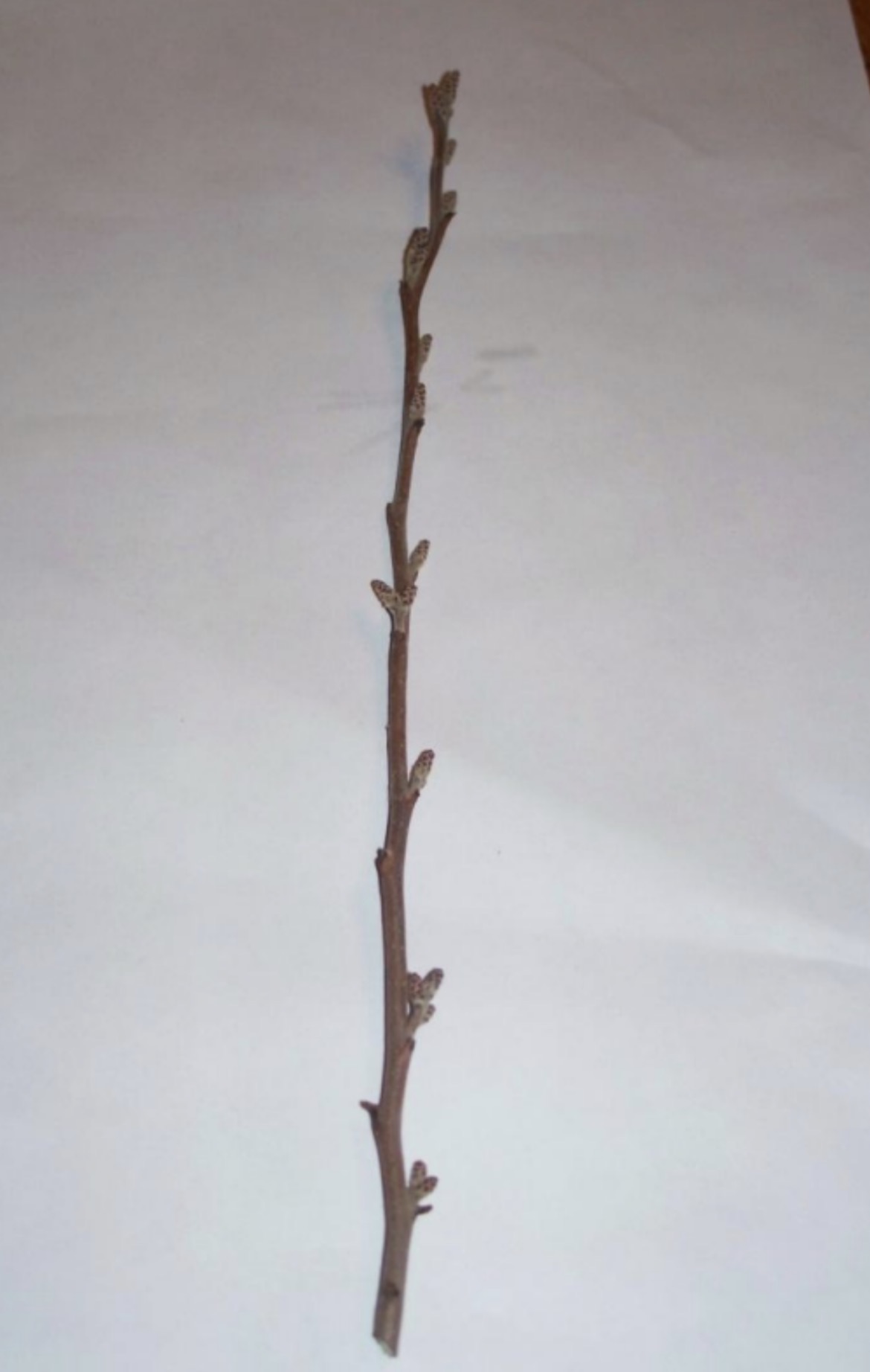 <p>What is this branch?</p>