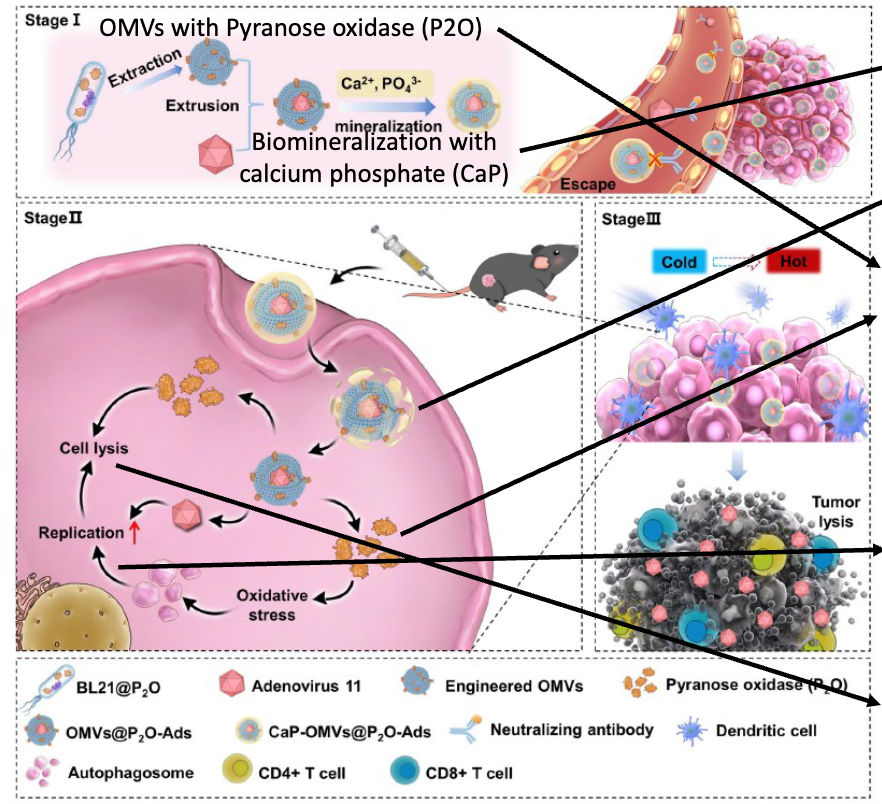 <ol><li><p>Camouflaged ! CaP shell mimics natural mammal substance - protects from immune clearance – for example by hiding foreign epitopes</p><ol><li><p>CaP is pH sensitive and degrades intracellularly </p></li></ol></li><li><p>P2O converts glucose to H202 → ROS = reactive oxygen species, promotes autophagy</p></li><li><p>Autophagosomes promote Adenovirus replication: Increase AA etc via recycling, Increase virus protein synthesis, Provide platform for replication & Assembly</p></li><li><p>Autophagy promotes immunogenic cell death → Release of DAMPS & Tumor associated antigens</p></li></ol><p></p>