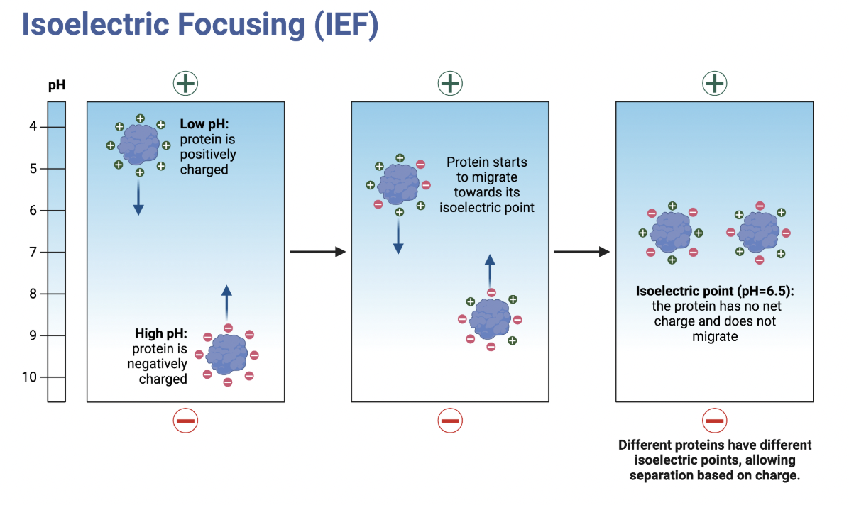 <p><strong>separates proteins by pH using their charge</strong></p><ul><li><p>The gel has a gradient of different pHs.</p></li><li><p>Proteins initially move up/down gel based on charge, but stop when they reach their Ip because their charge is 0.</p></li></ul><p></p>