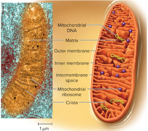 <ul><li><p>organelles specialized for synthesizing ATP when oxygen is abundant</p></li><li><p>change shape from spheroidal to thread-like</p></li><li><p>surrounded by double membrane</p></li><li><p>problems with mitochondria can cause metabolic disorders</p></li></ul><p></p>