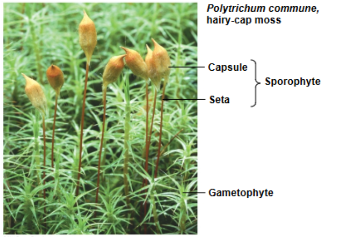 <p>-the most numerous of the non-vascular plants </p><p>-inhabit extreme enviornments as mountaintops, tundra, and deserts</p><p>-sporophyte grows up from female gametophyte to gain elevation for spore dispersal </p>