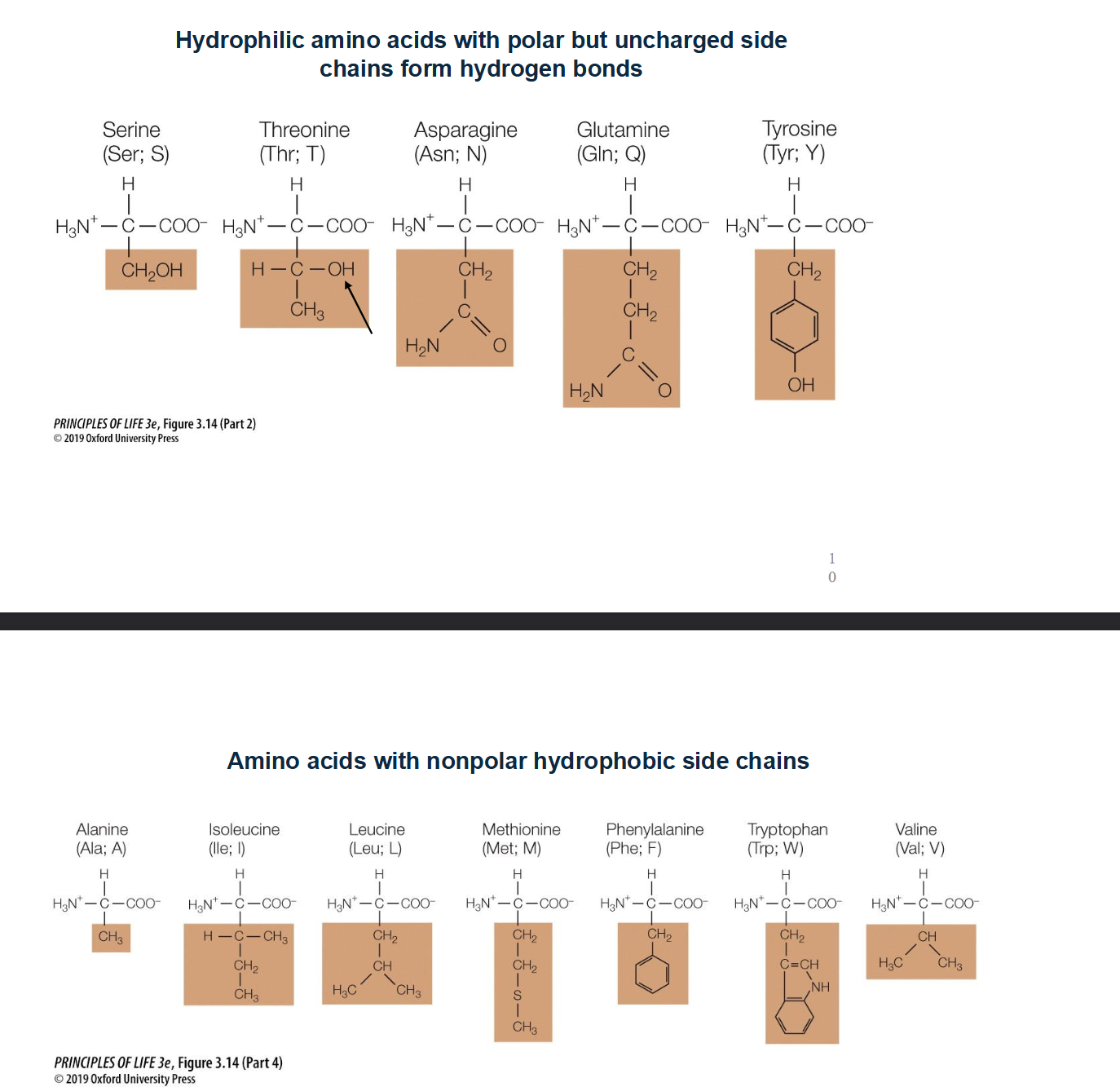 <ul><li><p>Non-Polar or uncharged amino acids!</p></li><li><p>Look for chains that just contain methane (CH3)</p></li></ul><p></p>