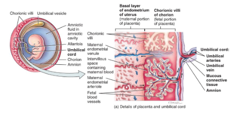 <ol><li><p>fetal portion (chorionic villi)</p></li><li><p>maternal portion (decidua basalis of the endometrium)</p></li></ol><p></p>