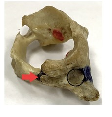 <p>what is the red arrow pointing at?</p>