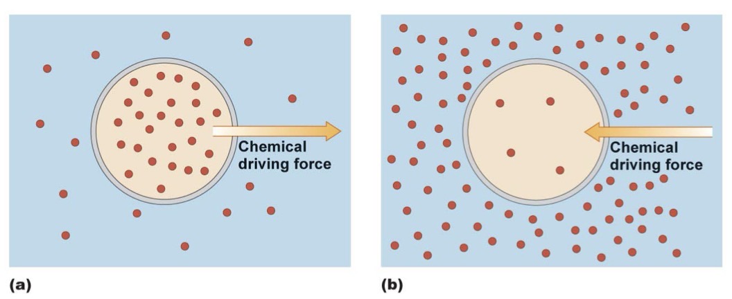<p><span><span>Molecules move from high concentration → low concentration</span></span></p>