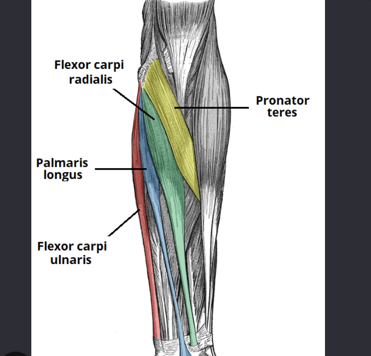 <p>slender, vestigial muscle in the forearm that helps flex the wrist</p><ul><li><p>medially next to the carpi radialis</p></li><li><p>blue muscle on the left forearm anteriorly</p></li></ul><p></p>