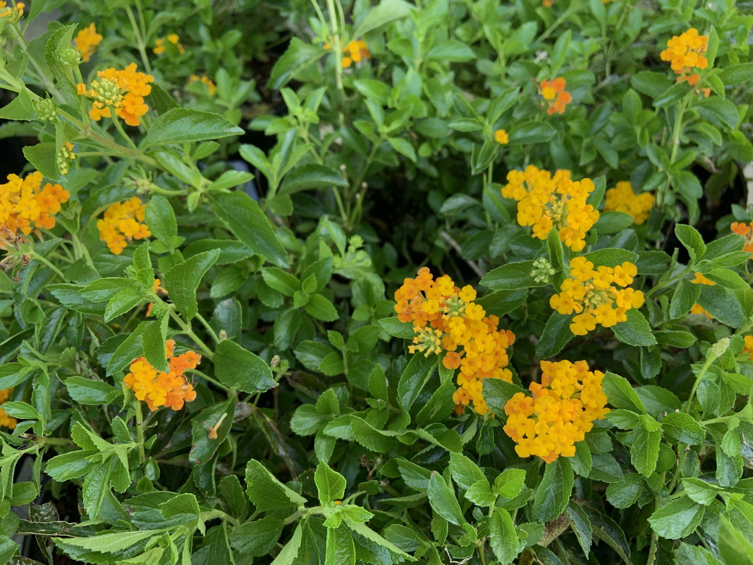 <p>pineland lantana</p>