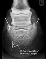 <p>What is A?</p><p>a. vascular channels</p><p>b. lateral palmar processes of P3</p><p>c. crena marginis solaris</p><p>d. medial palmar process of P3</p>