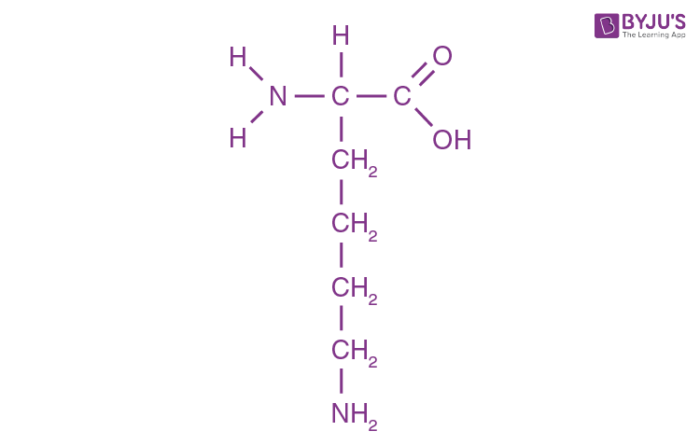 <p>Lys - K</p><p>positive charge </p><p>NH3+ </p>
