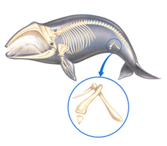 <p>Remnants of functional structures that were once useful in the ancestor of the modern day organism, demonstrates common ancestry.</p>