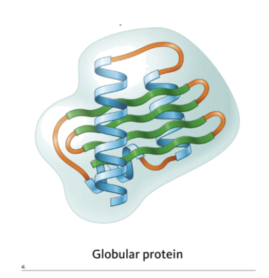 <p>Proteins are folded into a compact shape. Most water soluble proteins are globular </p>