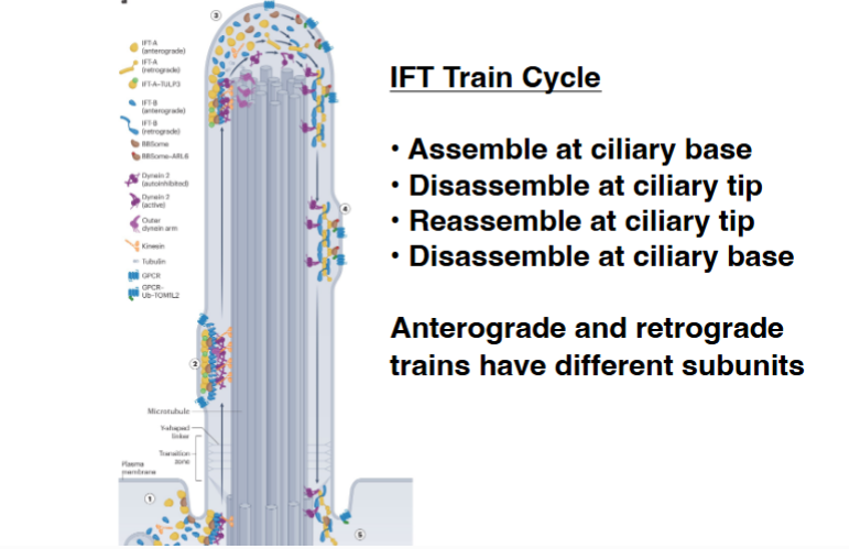 <p><span style="background-color: transparent;"><strong>Intraflagellar Transport (IFT)</strong></span></p>