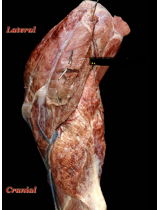 <p>Large muscle mass on the caudal aspect of the humerus, muscle has 4 individual heads</p><ol><li><p>origin</p></li></ol><p>scapula and humerus</p><ol start="2"><li><p>insertion</p></li></ol><p>olecranon process</p><ol start="3"><li><p>action</p></li></ol><p>extends the elbow joint</p><p>flexes the shoulder</p><p></p>