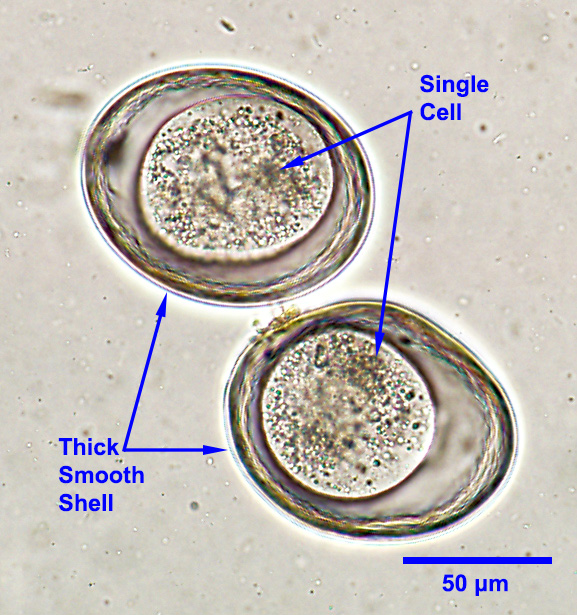 <p>toxosxaris leonina</p>