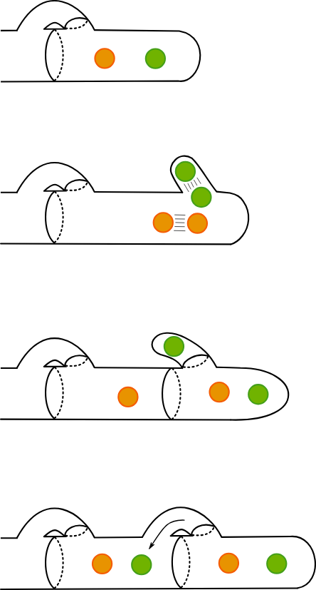 <ul><li><p>have partitions!  this means advanced</p></li><li><p>has complex pores</p></li><li><p>every compartment must have two nuclei</p></li><li><p>clamp connection</p></li><li><p>needs lots of water to create the cap of the mushroom</p></li><li><p>forms fairy rings</p></li><li><p>some are bioluminescent</p></li><li><p></p></li></ul><p></p>