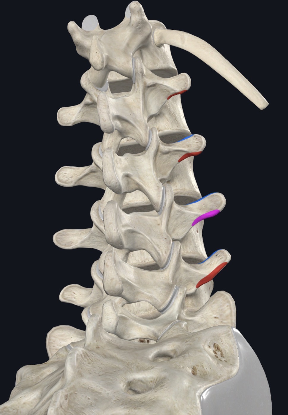 <p>Transverse processes of adjacent vertebrae</p>