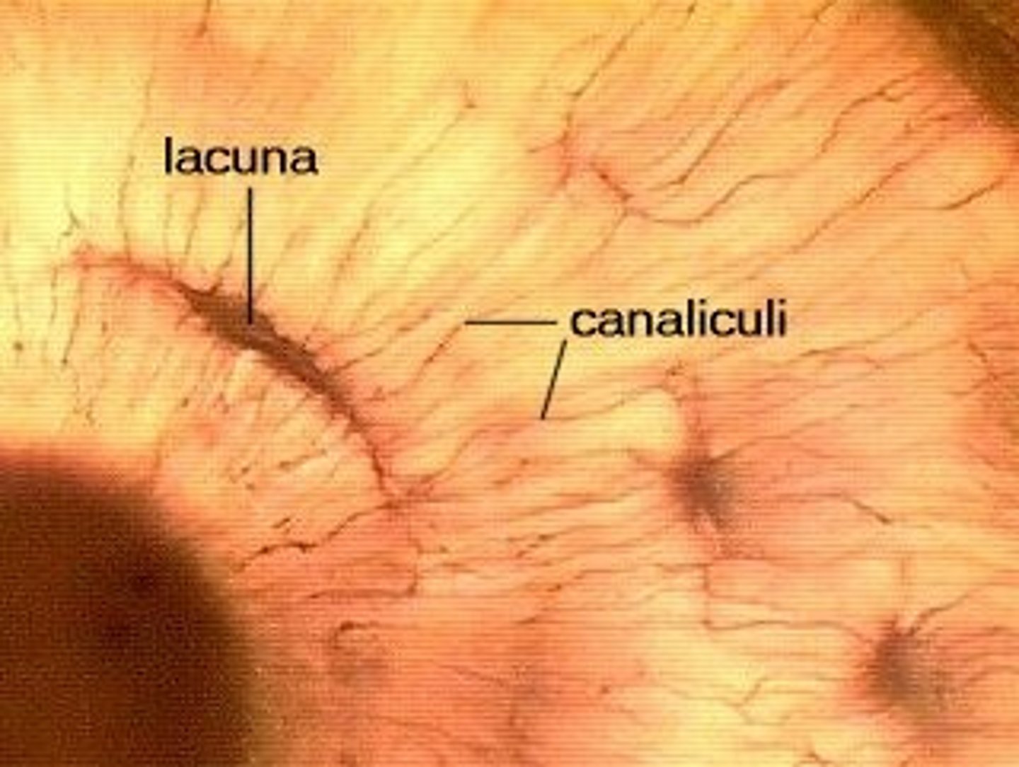<p>Hairlike canals that connect lacunae to each other and the central canal</p>