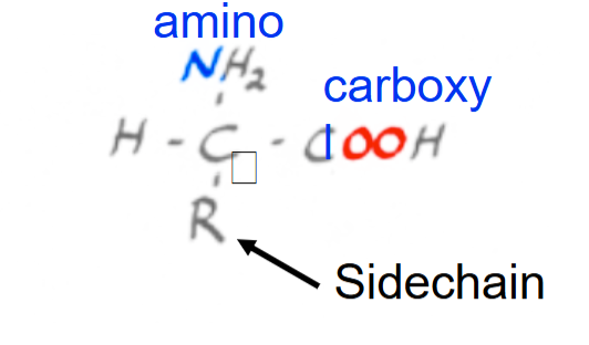 <p><br>Amino NH2 Group, Carboxyl COO- group, H, R (side chain)<br><br>Peptide bond = bond b/w Amino group of one AA and carboxyl group of second AA</p>