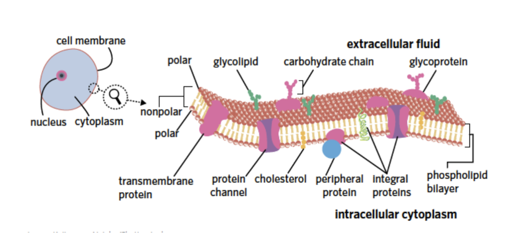 <p><span style="background-color: transparent; font-family: "Century Gothic", sans-serif;"><span>Proteins that spans both sides of the membrane</span></span></p>