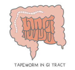 <p>parasitism</p><p>(an example is a tapeworm in the gastrointestinal tract of a human. The parasitic tapeworm obtains shelter and food that passes through the GI tract, but the human is unable to absorb all of the nutrients from their food)</p>