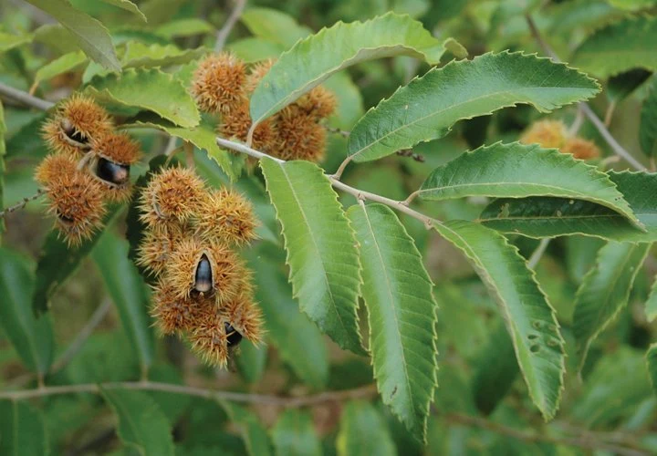 <p>Native to AR, not in Craighead CO</p><p>leaves/spines on cupules smaller than Ozark Chinquapin</p>