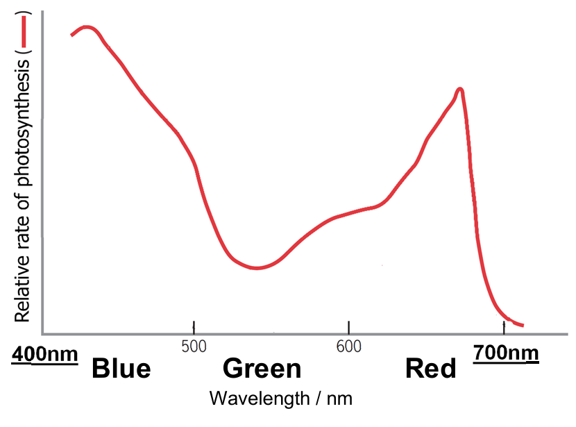 <p><strong>action spectrum: graph of rate of photosynthesis occurring at each wavelength (λ)</strong></p><ul><li><p>there is a close similarity between absorption and action spectra ⇒ photosynthetic pigments are responsible for absorption of light energy</p></li><li><p>the relationship between both spectra is not directly proportional</p></li></ul><p></p>