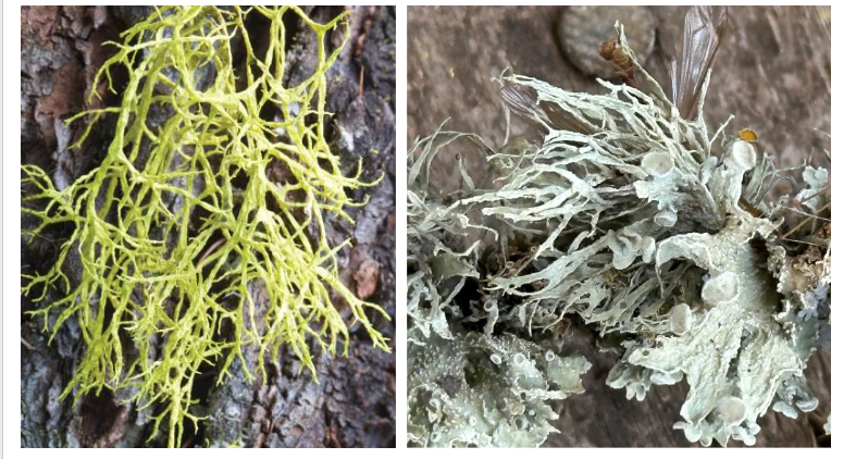 <p>more bushy and more branching; shrubby</p>