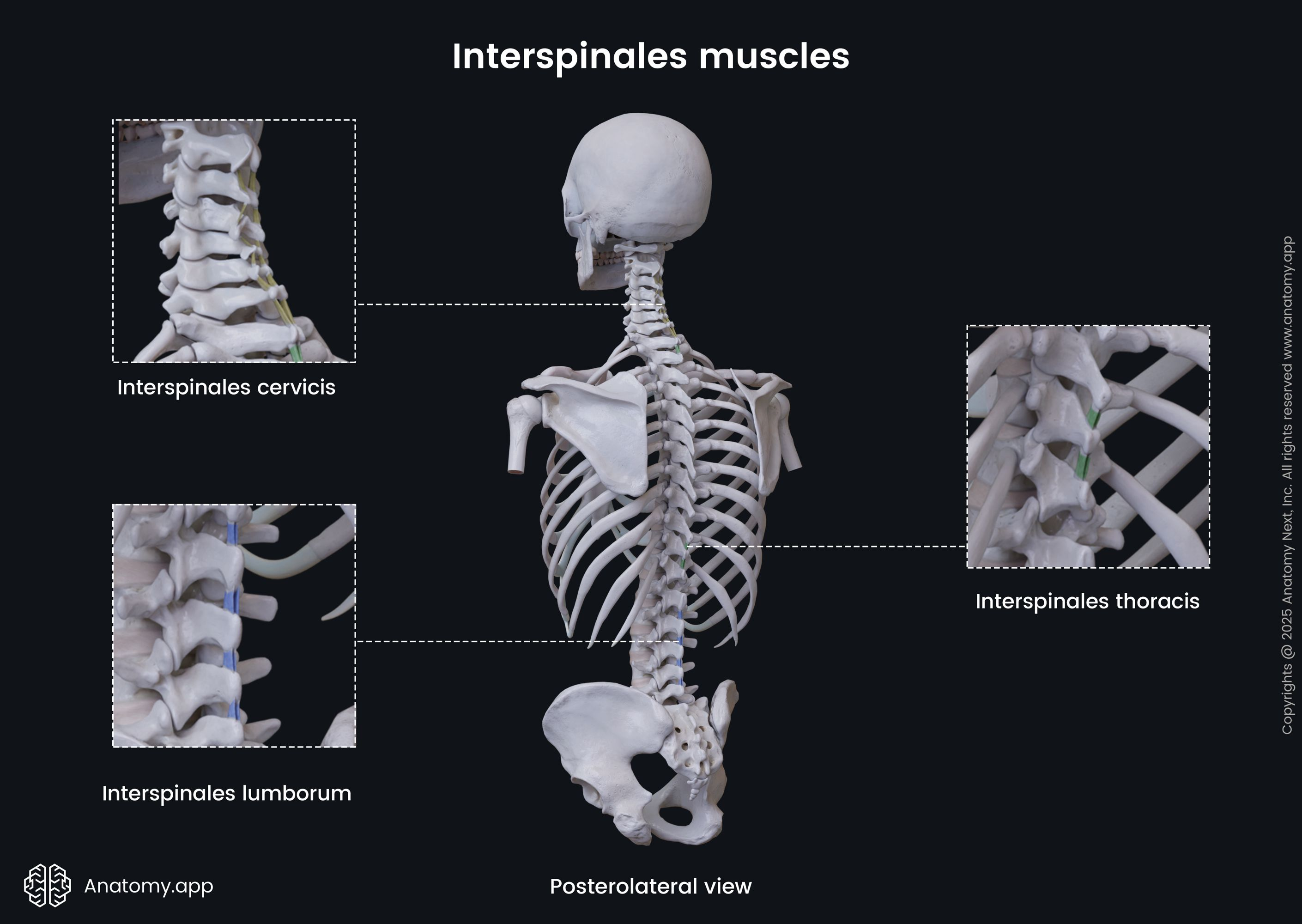 <p>interspinales</p>