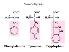 <p>Phenylalanine</p><p>Tyrosine</p><p>Tryptophan</p>