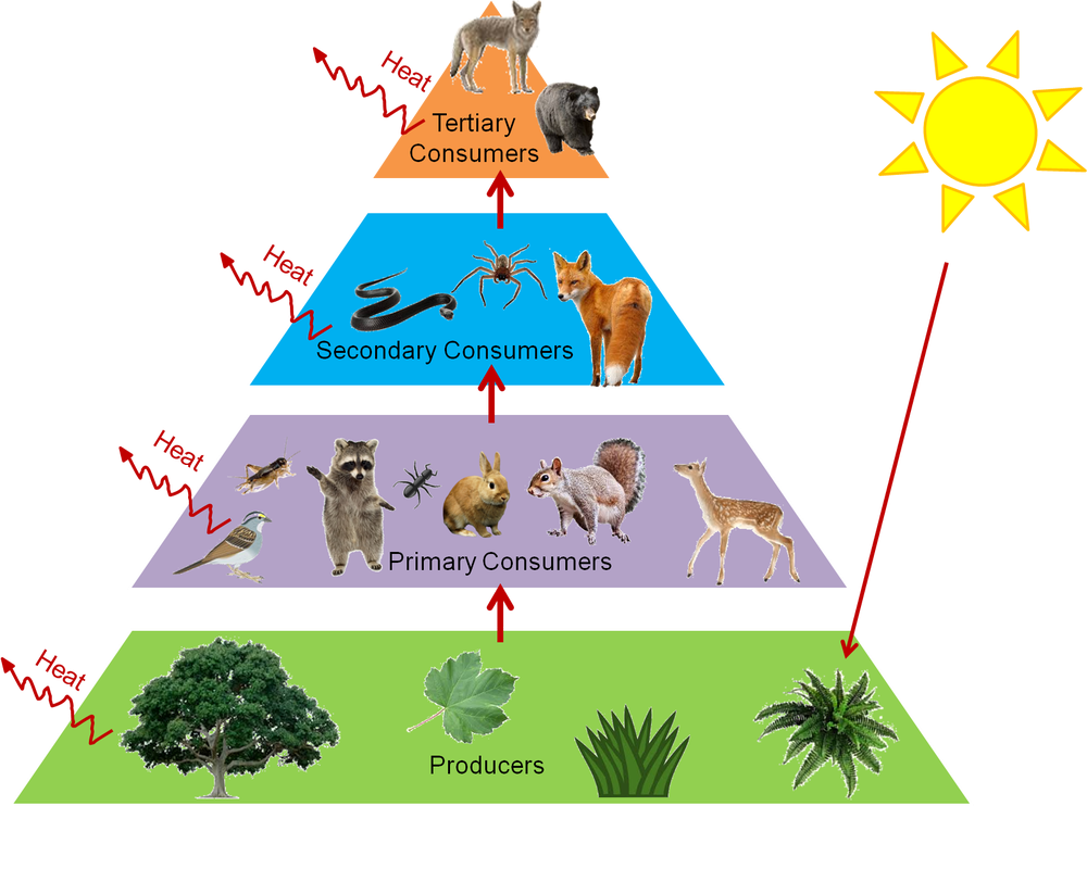 <ul><li><p><strong>Primary producers —</strong> plants</p></li><li><p><strong>Primary consumers —</strong> feeds on plants</p></li><li><p><strong>Secondary consumers —</strong> feeds on primary consumers</p></li><li><p><strong>Tertiary consumers —</strong>  feeds on primary consumers, secondary consumers</p></li></ul><p></p>