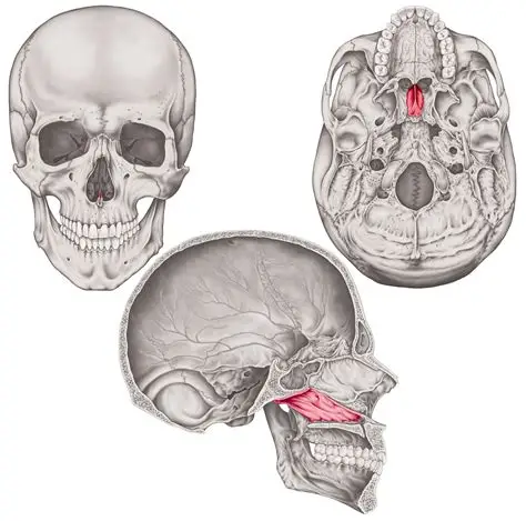 <ul><li><p>ok i know it’s a little hard to see in the anterior view but it forms the bottom half of the nasal septum.</p></li><li><p>it’s a long skinny bone, similar in shape to the perpendicular plate of the ethmoid bone, that runs straight back and forth.</p></li><li><p>it will spread out and flatten to connect to the sphenoid bone</p></li></ul><p></p>