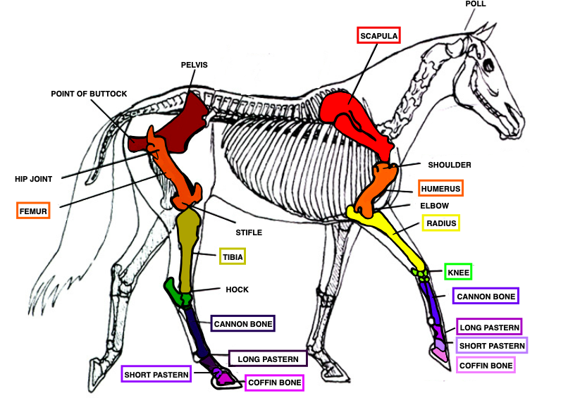 <p>Large metacarpal or metatarsal bone of hoofed animals</p>