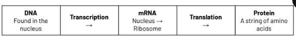 <p>Where is DNA found </p>