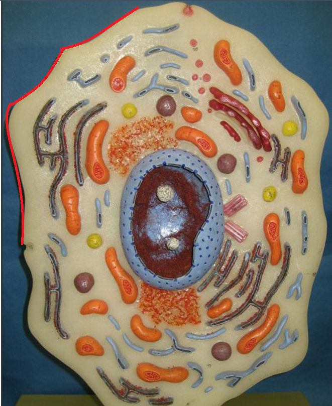 <p>Cell Membrane</p>