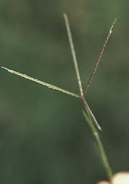 <p>Bermudagrass</p>
